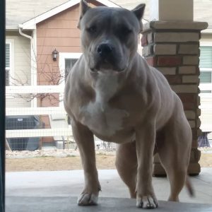 xl merle puppies for sale near me