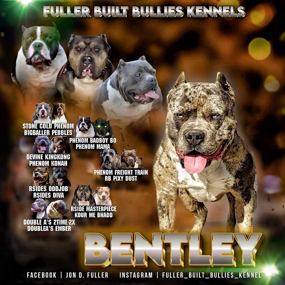 You are currently viewing Bentley