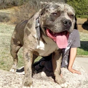 pitbull puppies for sale in colorado