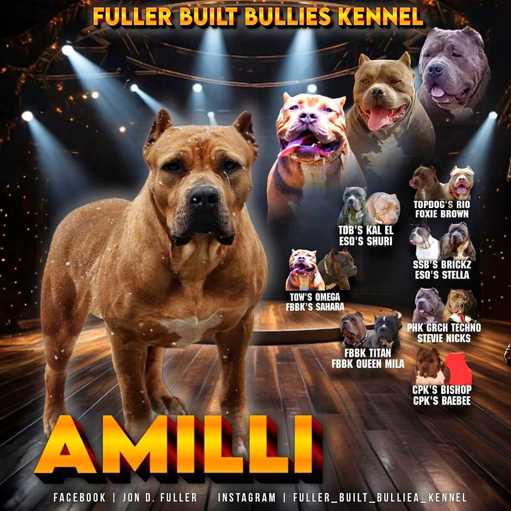 You are currently viewing Amilli