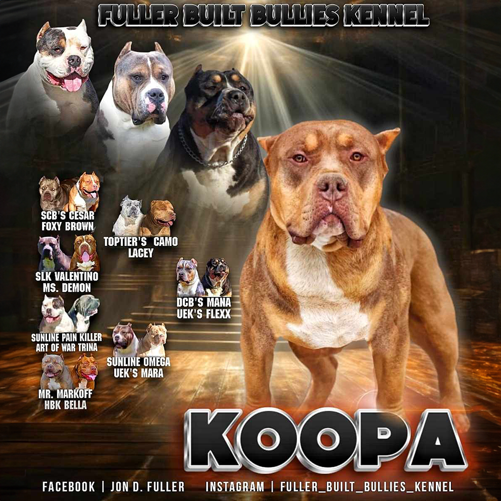 Read more about the article Koopa