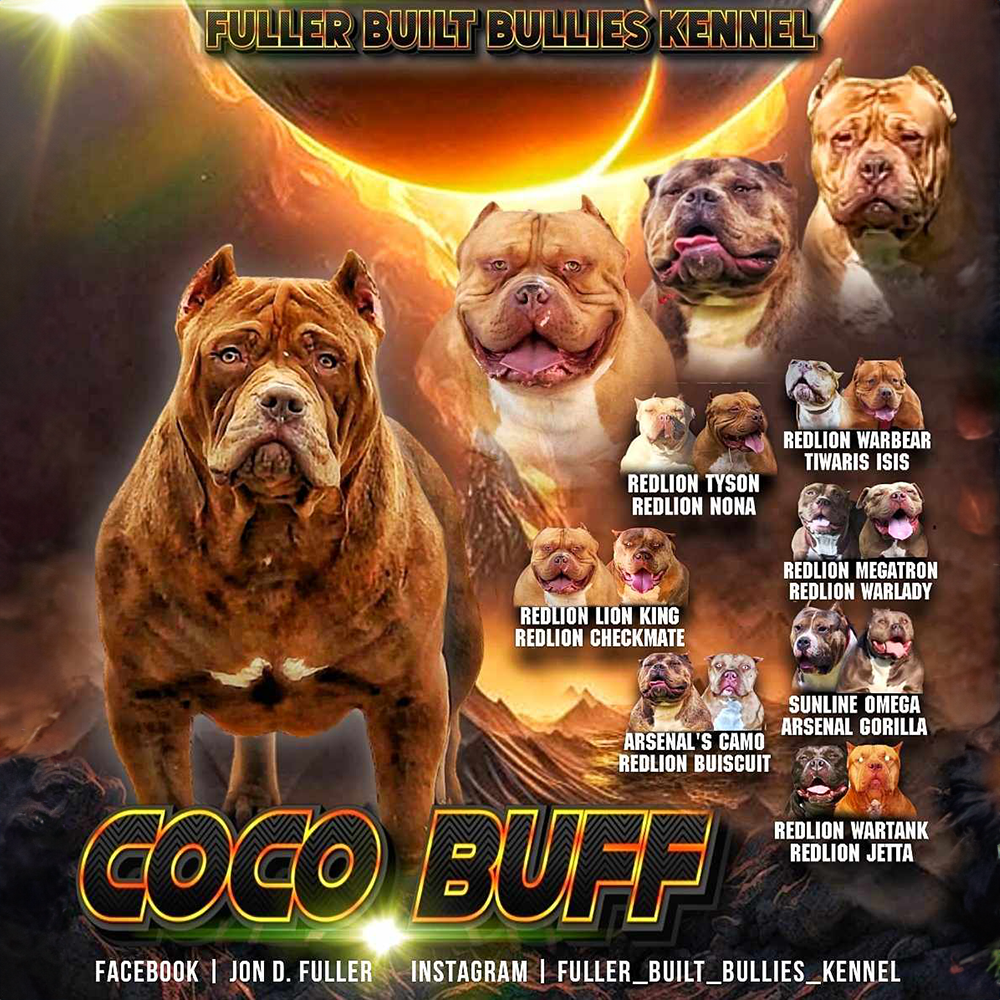 Read more about the article Coco Buff
